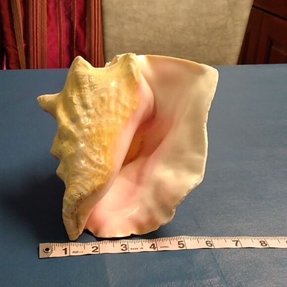 Vintage Cream and Pink Conch Shell  Beach Seashore Nautical Cottagecore - Picture 6 of 7